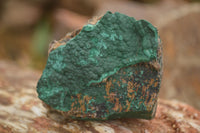 Natural Micro Botryoidal Crystalline Malachite Specimens  x 19 From Tenke Fungurume, Congo - TopRock