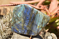 Polished Labradorite Standing Free Forms With Intense Blue & Gold Flash x 2 From Sakoany, Madagascar - TopRock