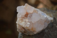 Natural White Cactus Flower Spirit Quartz Specimens x 6 From Boekenhouthoek, South Africa