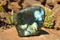 Polished Labradorite Standing Free Forms With Intense Blue & Gold Flash x 2 From Sakoany, Madagascar - TopRock