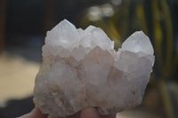 Natural White Cactus Flower Spirit Quartz Specimens x 6 From Boekenhouthoek, South Africa