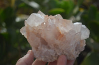 Natural White Cactus Flower Spirit Quartz Specimens x 6 From Boekenhouthoek, South Africa