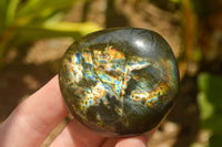 Polished Flashy Labradorite Palm Stones  x 24 From Tulear, Madagascar - TopRock