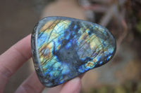 Polished Labradorite Standing Free Forms  x 6 From Madagascar