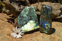 Polished Labradorite Standing Free Forms With Intense Blue & Gold Flash x 2 From Sakoany, Madagascar - TopRock