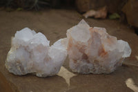 Natural White Cactus Flower Spirit Quartz Specimens x 6 From Boekenhouthoek, South Africa