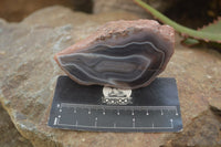 Polished River Agate Nodules  x 6 From Sashe River, Zimbabwe