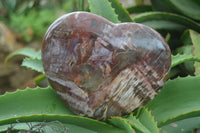 Polished Extra Large Petrified Red Podocarpus Wood Heart  x 1 From Mahajanga, Madagascar - Toprock Gemstones and Minerals 