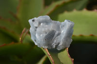 Natural New Sky Blue Calcite Specimens  x 70 From Spitzkop, Namibia