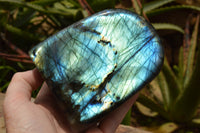 Polished Labradorite Standing Free Form With A Full Face Flash x 1 From Tulear, Madagascar - TopRock