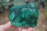 Polished Flower Malachite Free Forms  x 6 From Congo