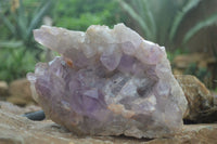 Natural Jacaranda Amethyst Cluster x 1 From Mumbwa, Zambia - TopRock