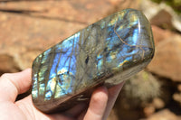 Polished Labradorite Standing Free Forms With Intense Blue & Gold Flash x 2 From Sakoany, Madagascar - TopRock