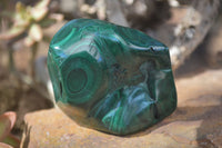 Polished Flower Malachite Free Forms  x 6 From Congo