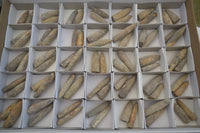 Natural Belemnite Fossil "Bullets" x 70 From Maintirano, Madagascar - TopRock