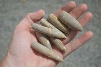 Natural Belemnite Fossil "Bullets" x 70 From Maintirano, Madagascar - TopRock