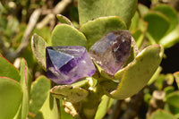 Polished Skeletal Smokey Amethyst Window Quartz Crystals  x 12 From Madagascar - TopRock