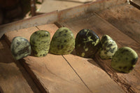 Polished Leopard Stone Standing Free Forms x 6 From Zimbabwe