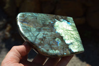 Polished Labradorite Standing Free Forms With Intense Blue & Gold Flash x 2 From Sakoany, Madagascar - TopRock