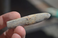 Natural Belemnite Fossil "Bullets" x 70 From Maintirano, Madagascar - TopRock