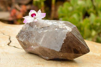 Polished  Smokey Quartz Crystal With Polished Termination x 1 From Malawi - TopRock