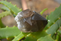 Natural Smokey Quartz Crystals x 4 From Malawi