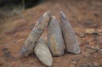 Natural Belemnite Fossil "Bullets" x 70 From Maintirano, Madagascar - TopRock