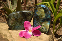 Polished Labradorite Standing Free Forms With Intense Blue & Gold Flash x 2 From Tulear, Madagascar - TopRock