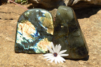 Polished Labradorite Standing Free Forms With Intense Blue & Gold Flash x 2 From Sakoany, Madagascar - TopRock