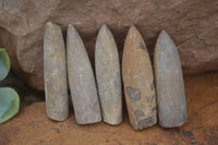 Natural Belemnite Fossil "Bullets" x 70 From Maintirano, Madagascar - TopRock