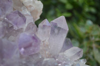 Natural Jacaranda Amethyst Cluster  x 1 From Zambia - Toprock Gemstones and Minerals 