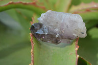 Natural Amethyst Crystals  x 12 From Chiredzi, Zimbabwe