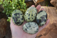 Polished Spotted Leopard Stone Gallets  x 12 From Zimbabwe - Toprock Gemstones and Minerals 