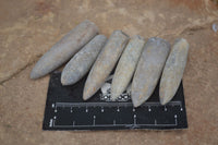 Natural Belemnite Fossil "Bullets" x 70 From Maintirano, Madagascar - TopRock