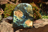 Polished Labradorite Standing Free Forms With Intense Blue & Gold Flash x 2 From Sakoany, Madagascar - TopRock