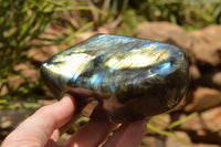 Polished Labradorite Standing Free Forms With Intense Blue & Gold Flash x 2 From Tulear, Madagascar - TopRock