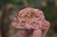 Natural Rough Red Rhodonite Specimens  x 12 From Zimbabwe