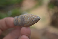 Natural Belemnite Fossil "Bullets" x 70 From Maintirano, Madagascar - TopRock