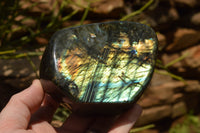 Polished Labradorite Standing Free Forms With Intense Blue & Gold Flash x 2 From Tulear, Madagascar - TopRock