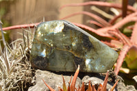 Polished Labradorite Standing Free Forms With Intense Blue & Gold Flash x 2 From Sakoany, Madagascar - TopRock