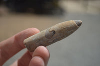 Natural Belemnite Fossil "Bullets" x 70 From Maintirano, Madagascar - TopRock