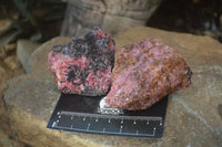 Natural Rough Red Rhodonite Specimens  x 12 From Zimbabwe