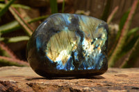 Polished Labradorite Standing Free Forms With Intense Blue & Gold Flash x 2 From Tulear, Madagascar - TopRock