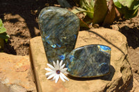 Polished Labradorite Standing Free Forms With Intense Blue & Gold Flash x 2 From Sakoany, Madagascar - TopRock