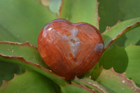 Polished Carnelian Agate Hearts  x 12 From Madagascar