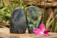 Polished Labradorite Standing Free Forms With Intense Blue & Gold Flash x 2 From Tulear, Madagascar - TopRock