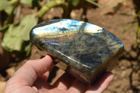 Polished Labradorite Standing Free Forms With Intense Blue & Gold Flash x 2 From Sakoany, Madagascar - TopRock