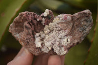 Natural Pink Salrose Cobaltion Dolomite Specimens x 6 From Kakanda, Congo