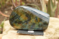 Polished Labradorite Standing Free Forms With Intense Blue & Gold Flash x 2 From Tulear, Madagascar - TopRock