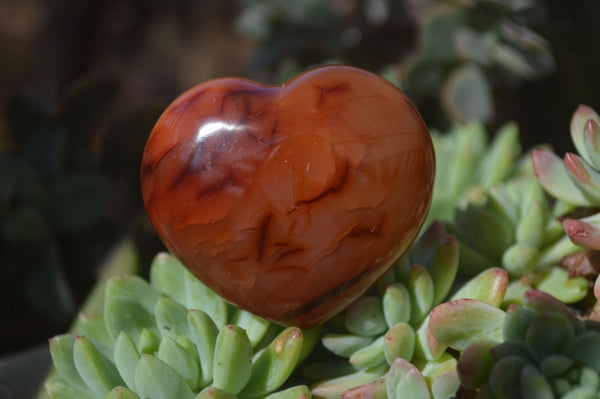 Polished Carnelian Agate Hearts  x 12 From Madagascar